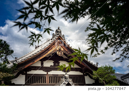 革堂・行願寺、梅雨の晴れ間の青空と本殿に青もみじ 104277847