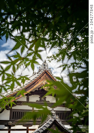 革堂・行願寺、梅雨の晴れ間の青空と本殿に青もみじ 104277848