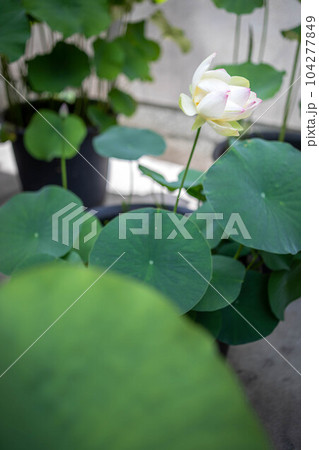 革堂・行願寺、梅雨晴れの柔らかな光を浴びた蓮の花と蓮の葉 革堂・行願寺、梅雨晴れの柔らかな光を浴びた蓮の花と蓮の葉 104277849
