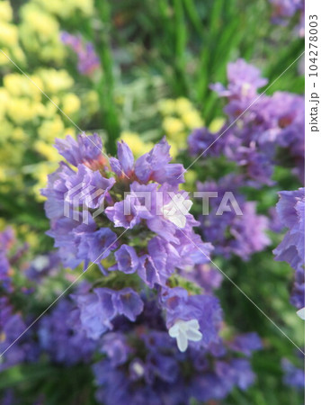 白い花が咲いている紫色の萼のスターチス 白い花が咲いている紫色の萼のスターチス 104278003