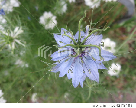 ブルーのニゲラ 104278483