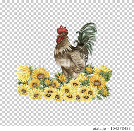 Watercolor sunflowers and rooster composition. Hand drawn illustration of a farm. Perfect for wedding invitation, greetings card, posters. Watercolor sunflowers and rooster composition. Hand drawn illustration of a farm. Perfect for wedding invitation, greetings card, posters. 104278488