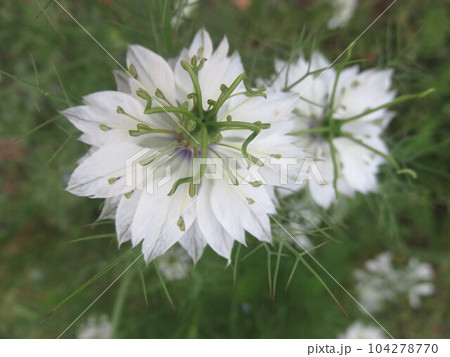 白いニゲラ 104278770