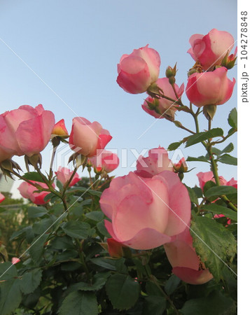 ピンク色のバラの花 ピンク色のバラの花 104278848