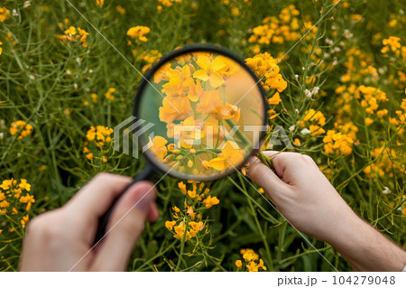 A man in a rapeseed field examines yellow rapeseed flowers 104279048