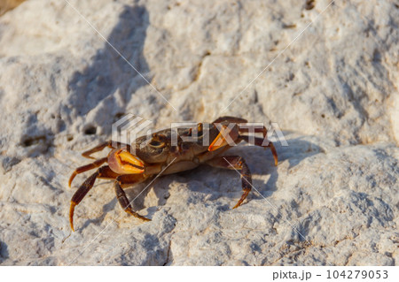 Freshwater river crab (Potamon ibericum) on stone near a mountain river Freshwater river crab (Potamon ibericum) on stone near a mountain river 104279053