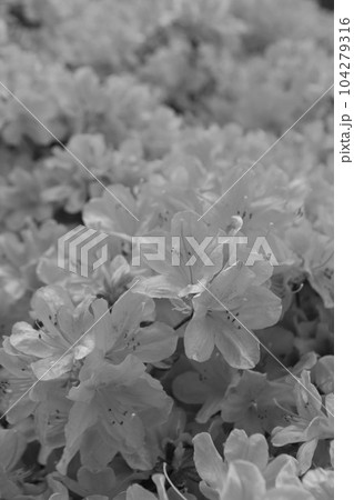 満開のつつじ 104279316