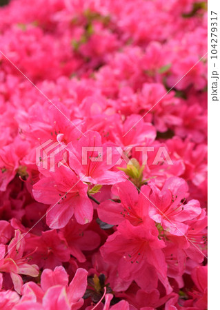 満開のつつじ 104279317