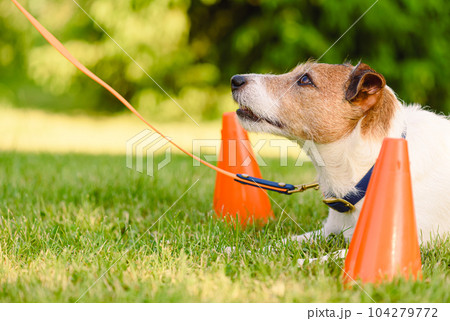 At dog school dog is training basic commands and focus retention at handler 104279772