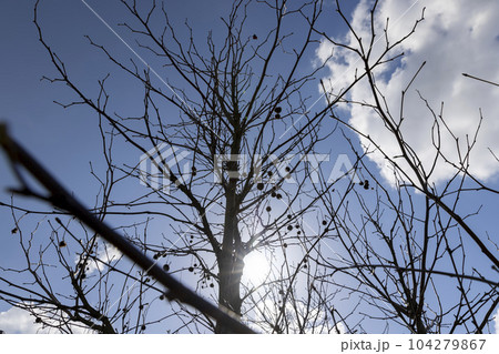 sycamore tree in sunny weather in early spring sycamore tree in sunny weather in early spring 104279867
