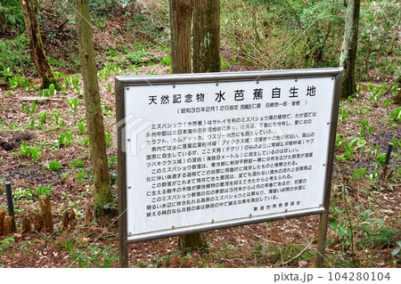 天狗の谷水芭蕉群生地（新潟県） 104280104