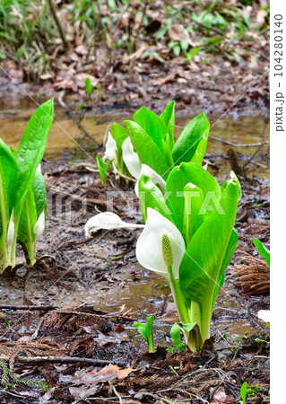 天狗の谷の水芭蕉（新潟県） 104280140
