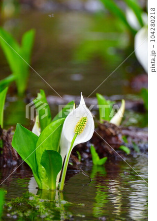 水芭蕉公園のミズバショウ（新潟県） 104280218