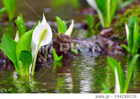 水芭蕉公園のミズバショウ(新潟県) 水芭蕉公園のミズバショウ(新潟県) 104280219
