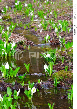 水芭蕉公園のミズバショウ（新潟県） 104280220