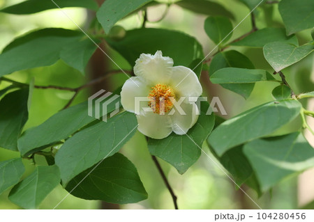 一日花のナツツバキ 一日花のナツツバキ 104280456