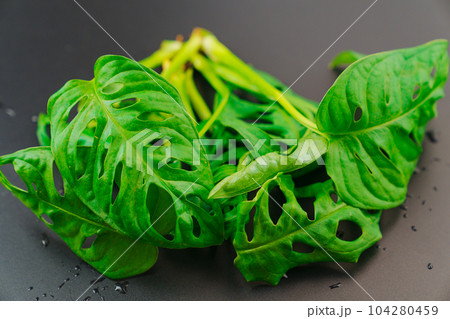the sprout of monstera munky on a black background.  104280459