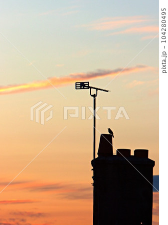 Sunset silhouette of bird on chimney with antenna Sunset silhouette of bird on chimney with antenna 104280495