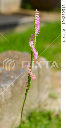 ネジバナの花 104280513