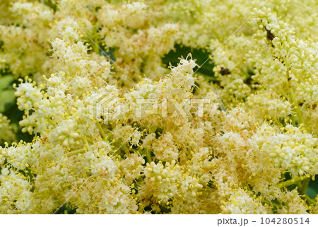 ハシドイの花 104280514