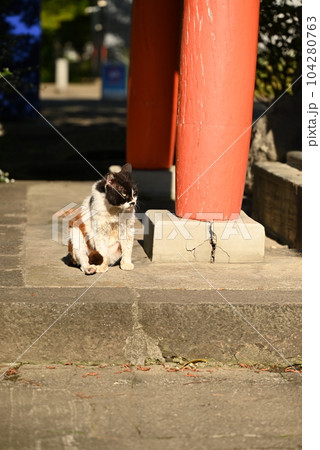 年老いた精悍な面持ちの三毛猫 年老いた精悍な面持ちの三毛猫 104280763