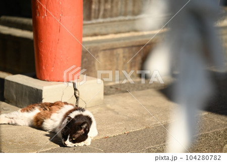 年老いた精悍な面持ちの三毛猫 年老いた精悍な面持ちの三毛猫 104280782