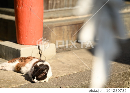 年老いた精悍な面持ちの三毛猫 年老いた精悍な面持ちの三毛猫 104280783