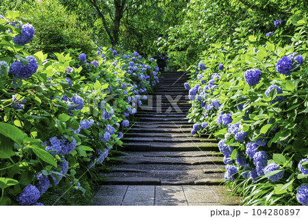 鎌倉市　明月院　山門前石段のあじさい 104280897