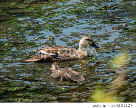 用水路の中のカルガモ 104281127