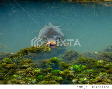 用水路を泳ぐ鯉 用水路を泳ぐ鯉 104281128