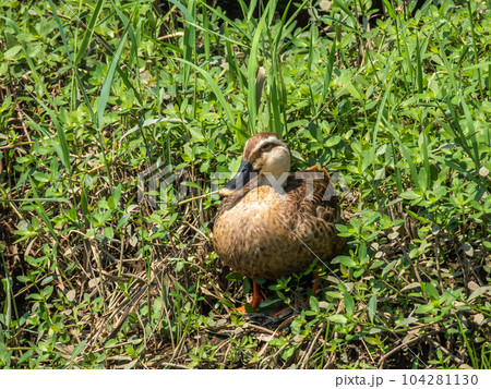 カルガモ 104281130