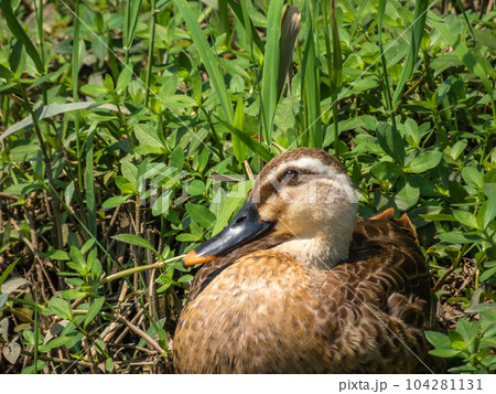 カルガモ カルガモ 104281131