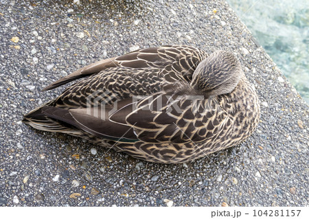 Photograph of a resting brown duck sitting on concrete steps in New Zealand 104281157