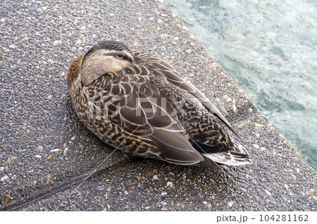 Photograph of a resting brown duck sitting on concrete steps in New Zealand 104281162