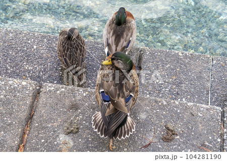 Photograph of resting brown ducks on concrete steps in New Zealand Photograph of resting brown ducks on concrete steps in New Zealand 104281190
