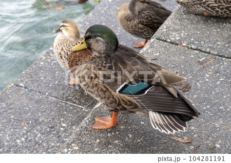 Photograph of resting brown ducks on concrete steps in New Zealand 104281191