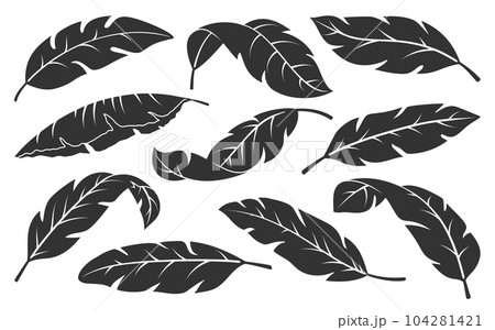 Tropical leaves black silhouette set. Minimalistic abstract exotic plant branches isolated on white background. Trendy botanical engraving stamp. Banana palm leaf sketch graphic floral elements Tropical leaves black silhouette set. Minimalistic abstract exotic plant branches isolated on white background. Trendy botanical engraving stamp. Banana palm leaf sketch graphic floral elements 104281421