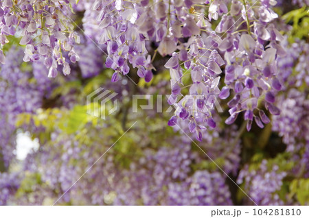 四季の郷公園の藤の花 104281810