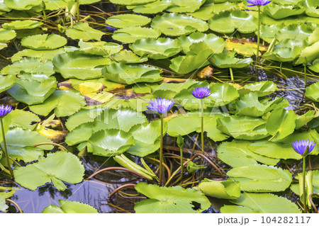 由布島 (10月 西表島 晴れ) 由布島 (10月 西表島 晴れ) 104282117