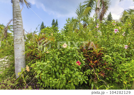 由布島 (10月 西表島 晴れ) 由布島 (10月 西表島 晴れ) 104282129