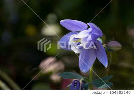 ひっそりと咲くオダマキの花 104282140