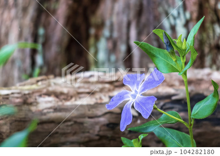 道ばたに群生するツルニチソウ 104282180