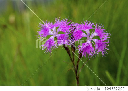 カワラナデシコの花 104282203