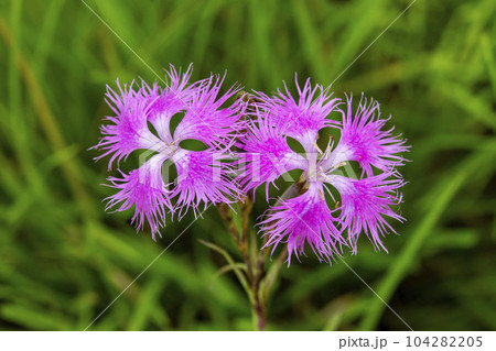 カワラナデシコの花 104282205