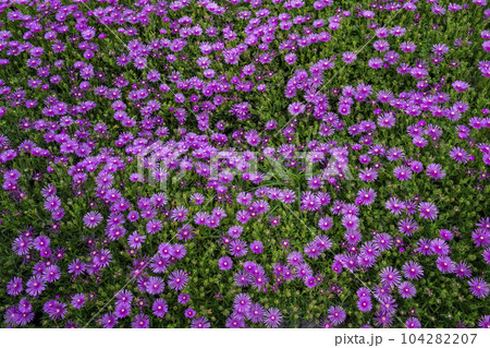 密集して咲いているマツバギクの花 104282207