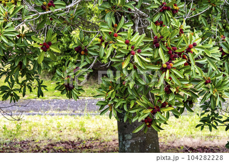ヤマモモ（山桃）の赤い実がたくさん付いた木 104282228