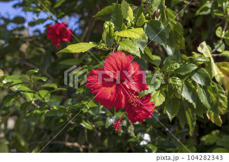波照間島 (10月　晴れ　沖縄) 104282343