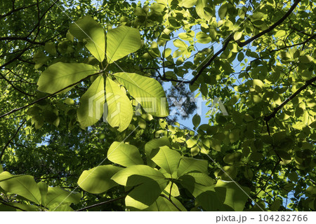 熱帯の植物のような大きな葉っぱのホウノキ 熱帯の植物のような大きな葉っぱのホウノキ 104282766