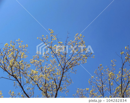 春の公園の息吹 春の公園の息吹 104282834