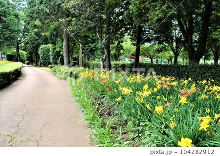 梅雨の晴れ間 爽やかな新緑 カラフルに咲くキスゲの花 癒しの風景 梅雨の晴れ間 爽やかな新緑 カラフルに咲くキスゲの花 癒しの風景 104282912